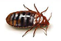 Provecta Plosnite